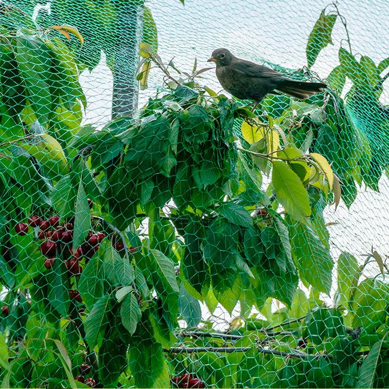 Il ruolo della rete antiuccelli del frutteto e come scegliere la rete antiuccelli