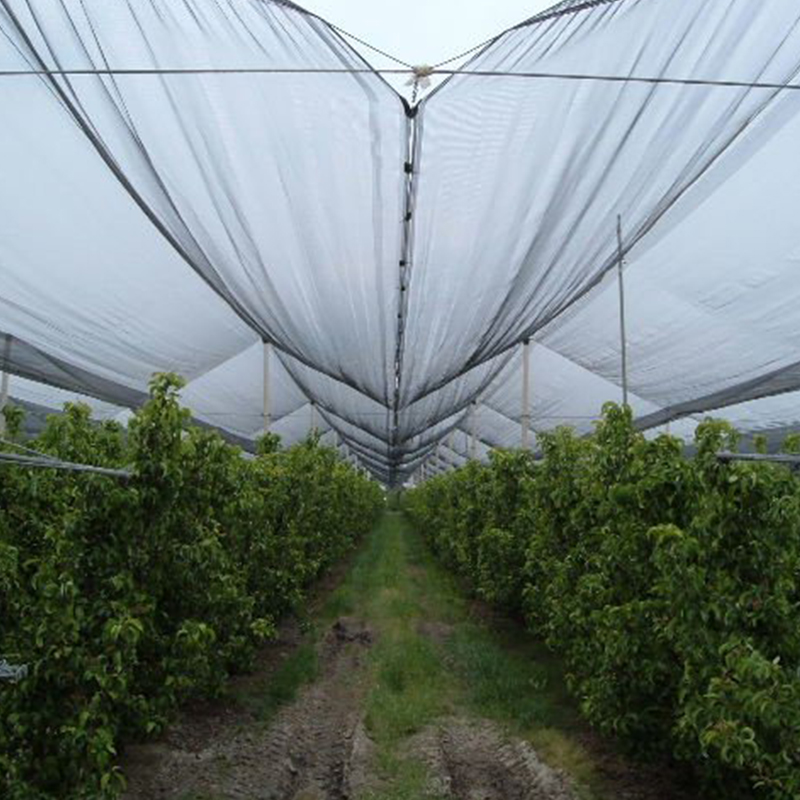 Gli agricoltori trovano protezione e maggiori rese con la rete antiuccelli in HDPE