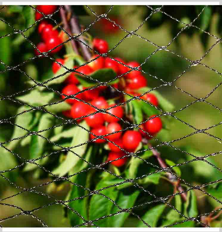 Le reti per uccelli danneggeranno i tuoi raccolti?