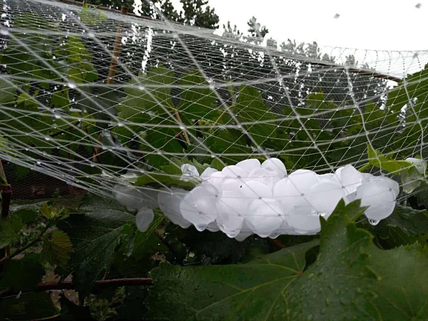 Rete Antigrandine Agricola